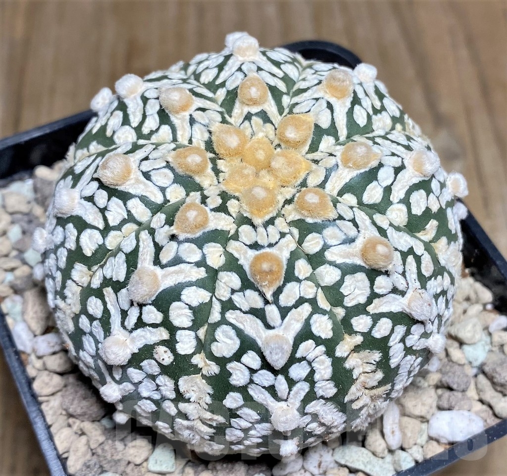 SHPR21827 Astrophytum asterias 'Super Kabuto' V-type - immagine 2