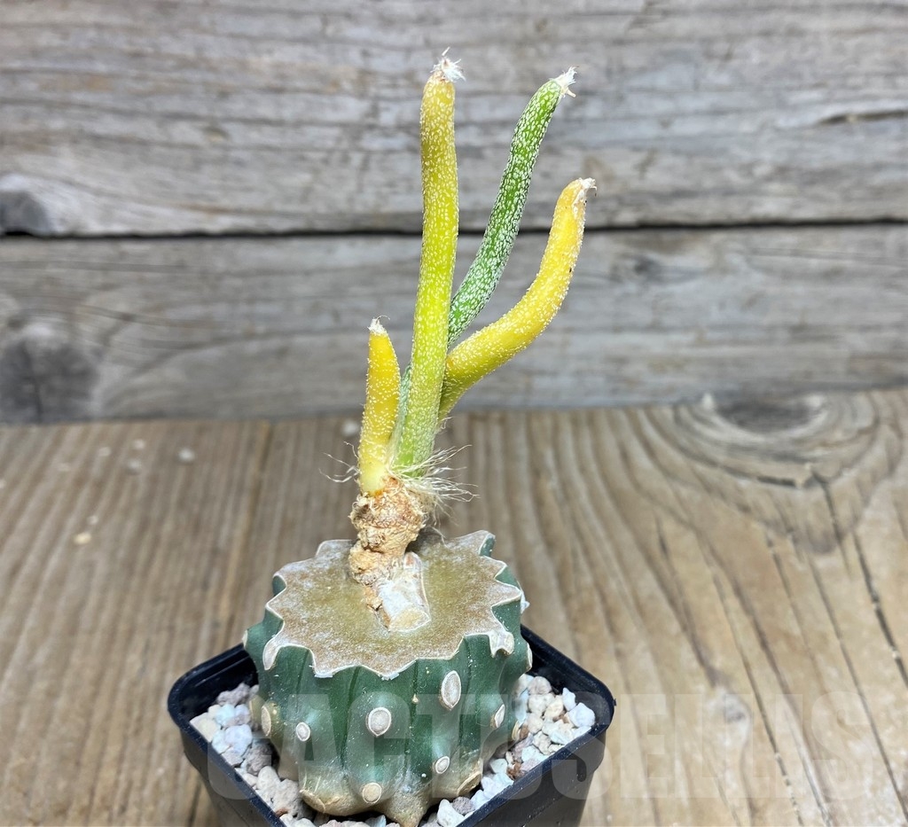 SHPR21828 Astrophytum caput-medusae f. variegata, grafted - immagine 2