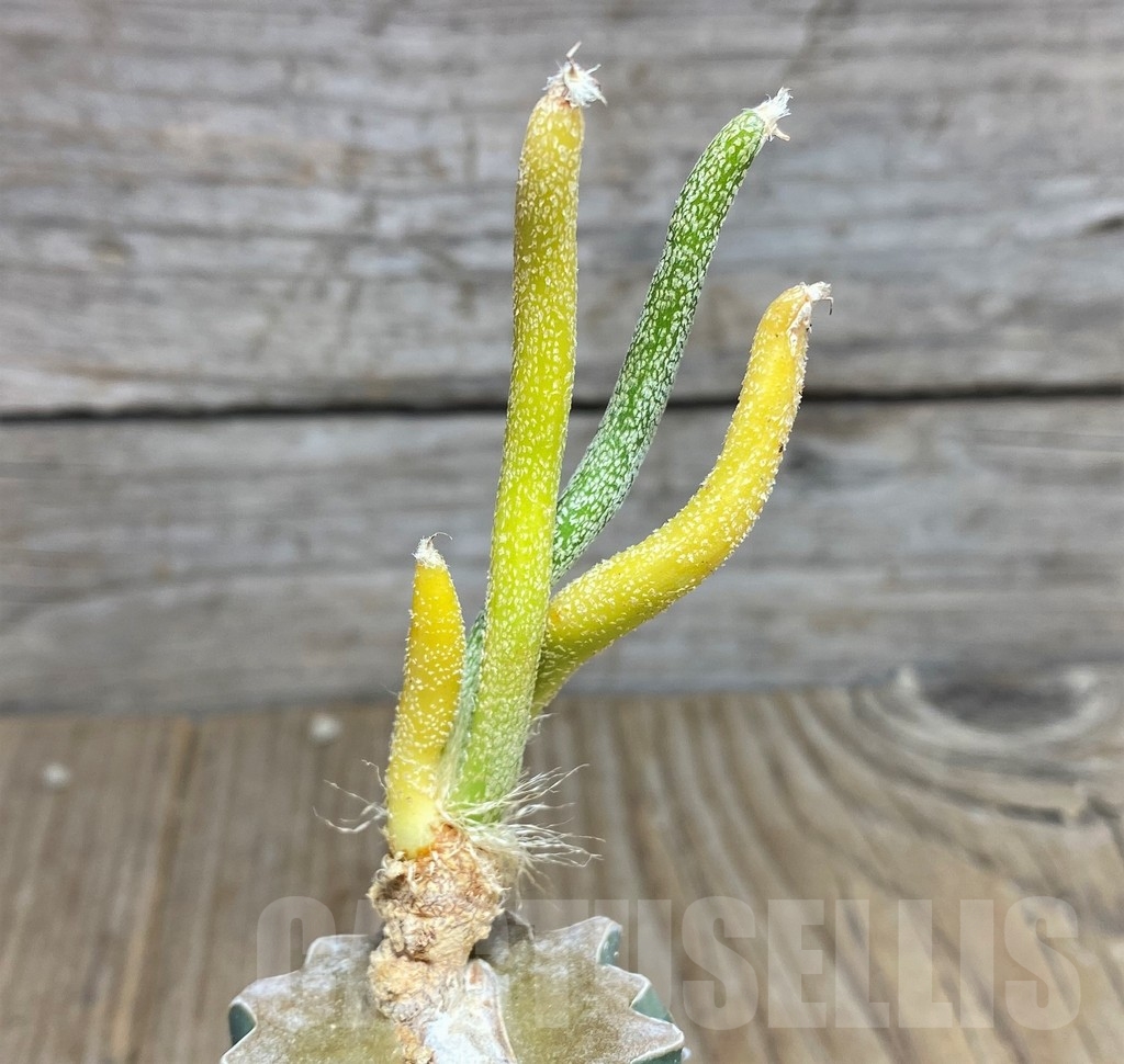 SHPR21828 Astrophytum caput-medusae f. variegata, grafted