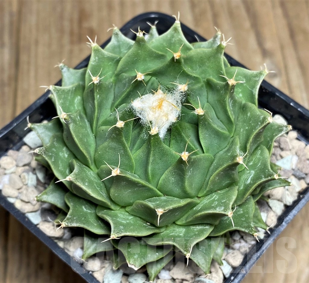 SHPR21829 Obregonia denegrii - Image 2