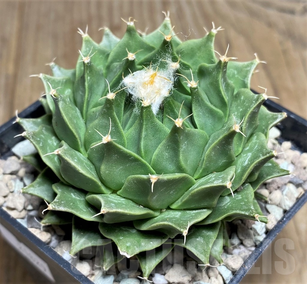 SHPR21829 Obregonia denegrii