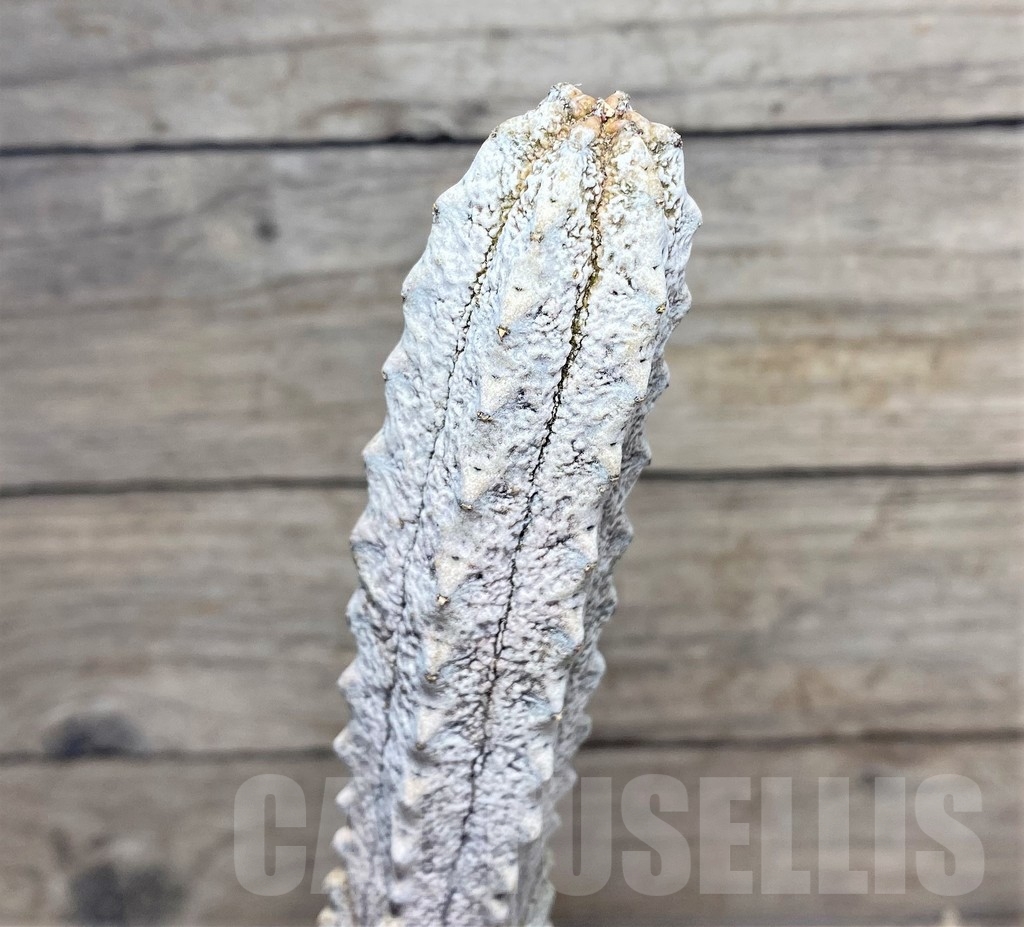 SHPR21830 Euphorbia abdelkuri