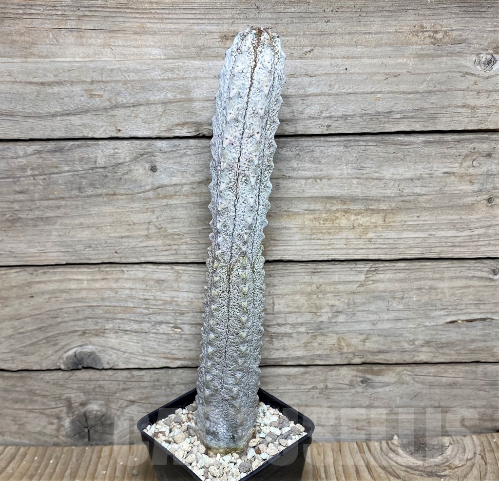 SHPR21830 Euphorbia abdelkuri - Image 2