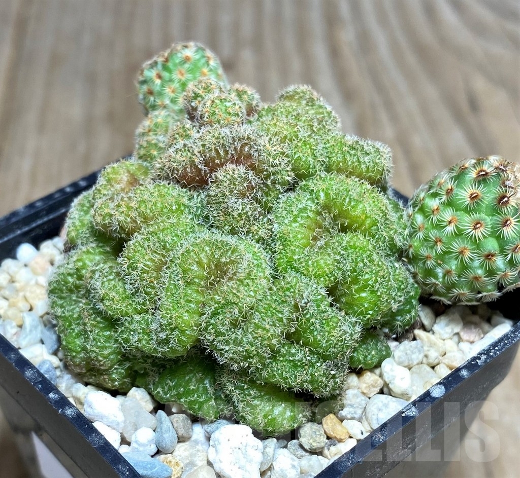 SHPR21831 Mammillaria huitzilopochtli f. cristata - Image 2