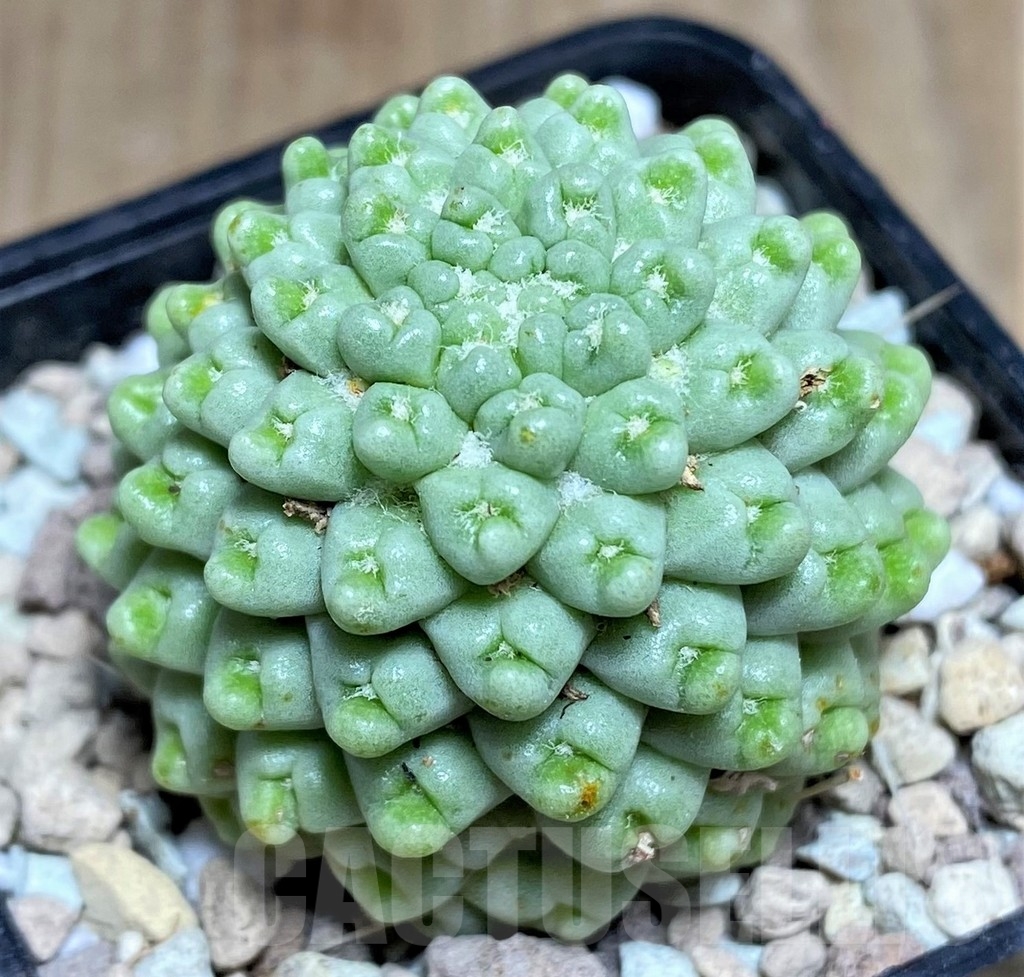 SHPR21832 Mammillaria schumannii f. monstrosa