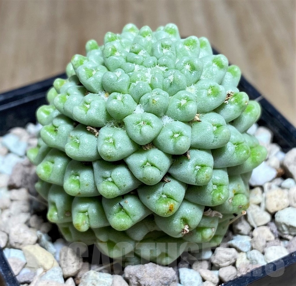 SHPR21832 Mammillaria schumannii f. monstrosa - Image 2