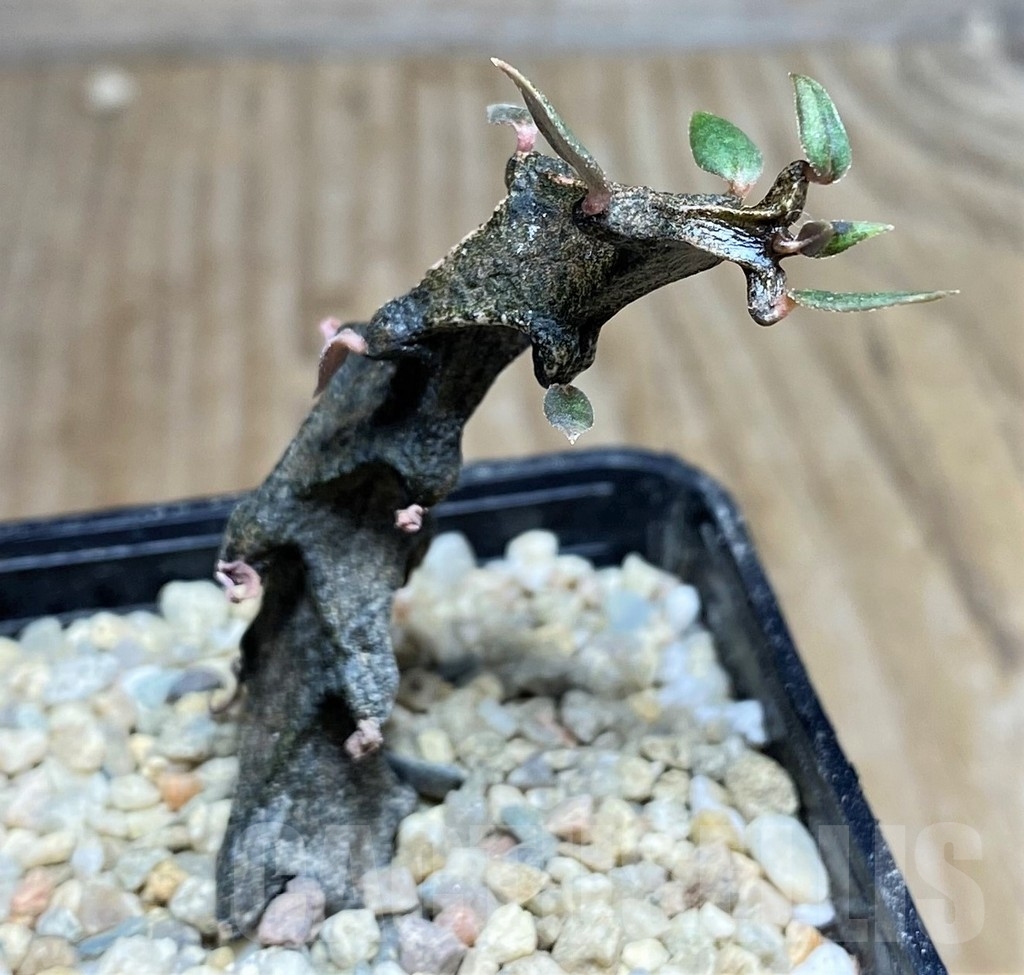 SHPR21833 Ceropegia simoneae