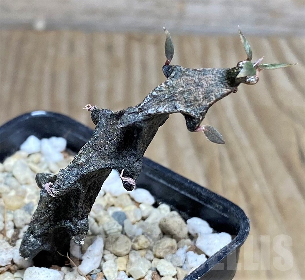 SHPR21834 Ceropegia simoneae - immagine 2