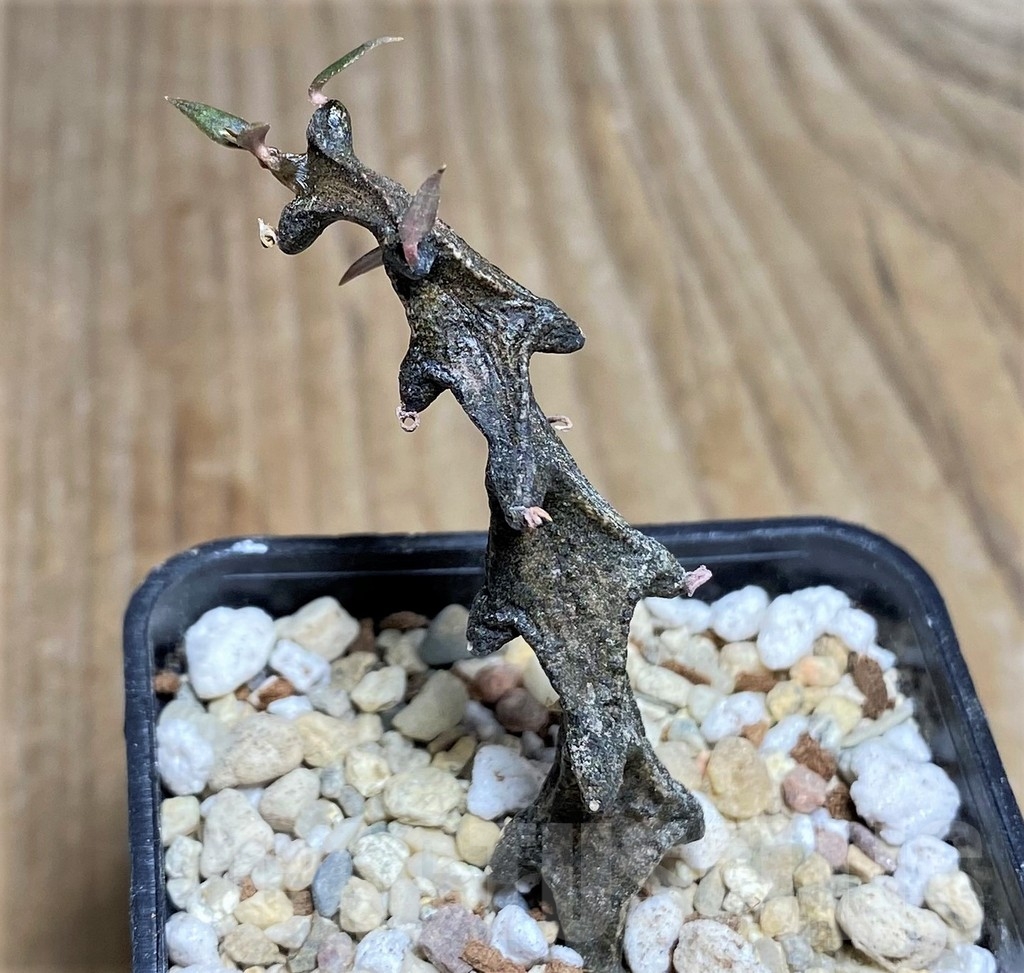 SHPR21834 Ceropegia simoneae