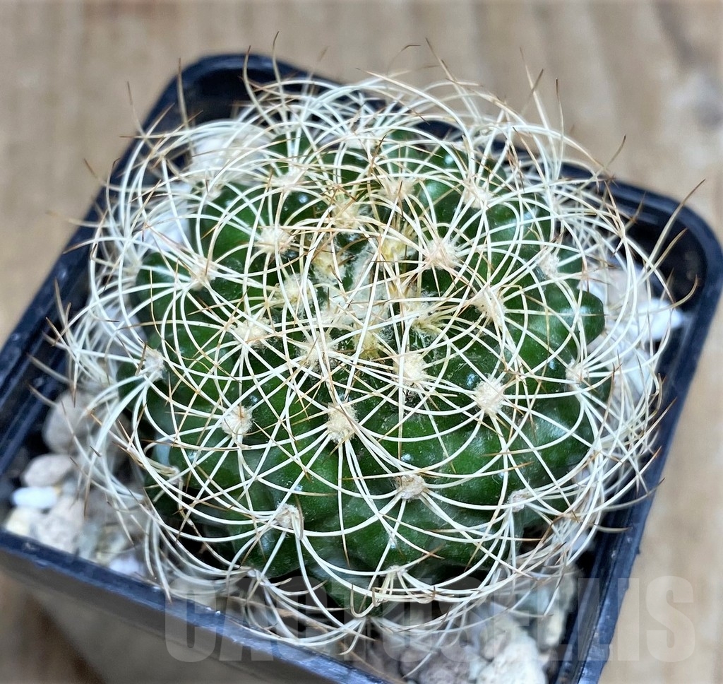 SHPR21837 Discocactus araneispinus - Image 2