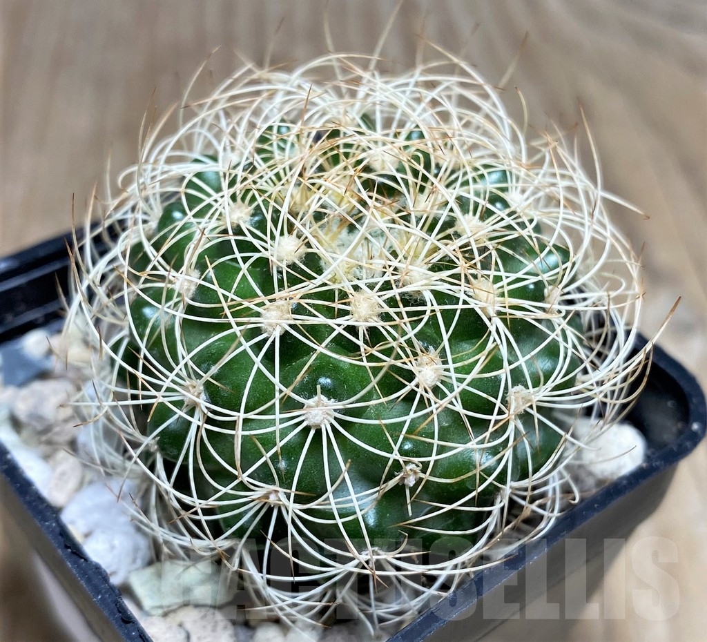 SHPR21837 Discocactus araneispinus