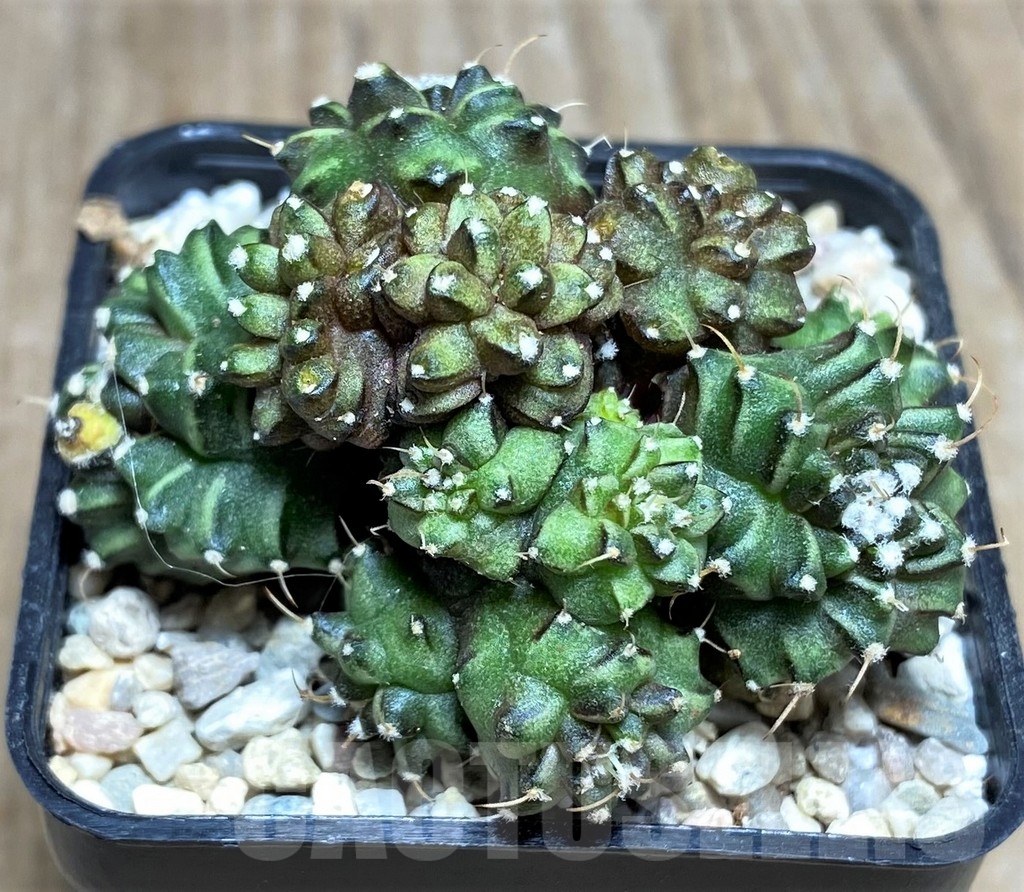 SHPR21839 Gymnocalycium mihanovichii 'Green crocodile'