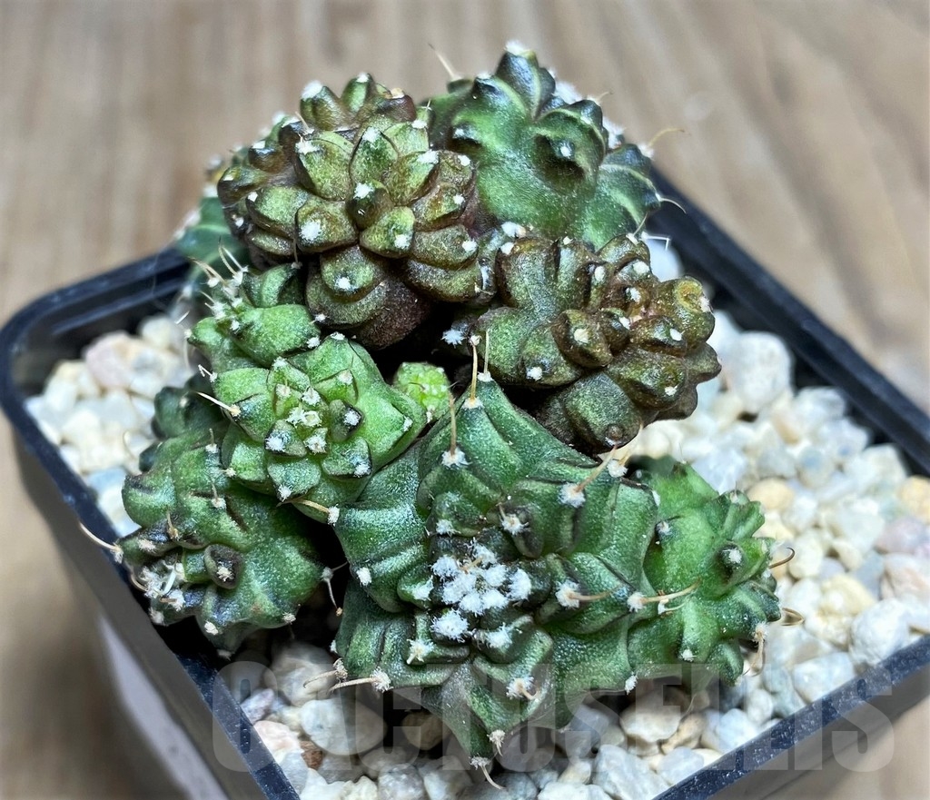 SHPR21839 Gymnocalycium mihanovichii 'Green crocodile' - Obrázek 2