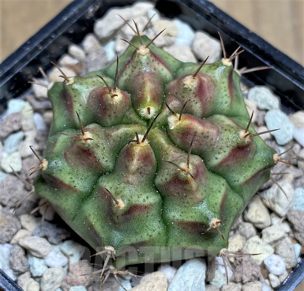 SHPR21849 Gymnocalycium mihanovichii 'Kongchak' - immagine 2