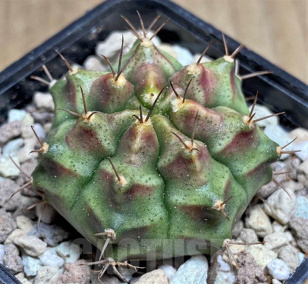 SHPR21849 Gymnocalycium mihanovichii 'Kongchak'