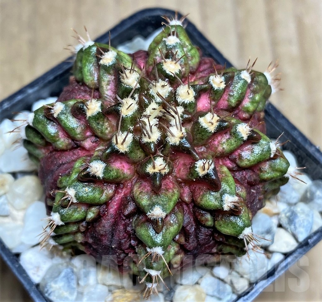 SHPR21850 Gymnocalycium mihanovichii T-rex