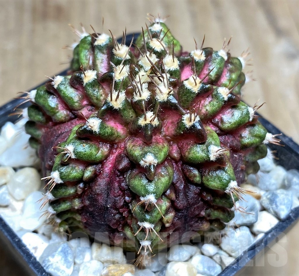 SHPR21850 Gymnocalycium mihanovichii T-rex - immagine 2