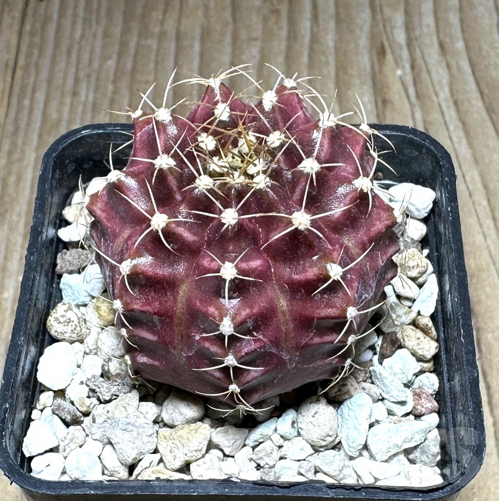SHPR22021 Gymnocalycium mihanovichii ‘Silaleang’
