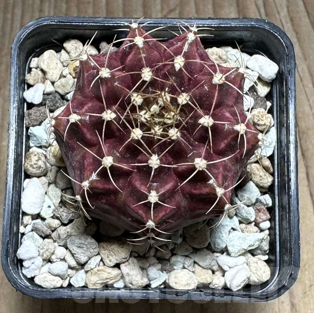 SHPR22021 Gymnocalycium mihanovichii ‘Silaleang’ - Image 2