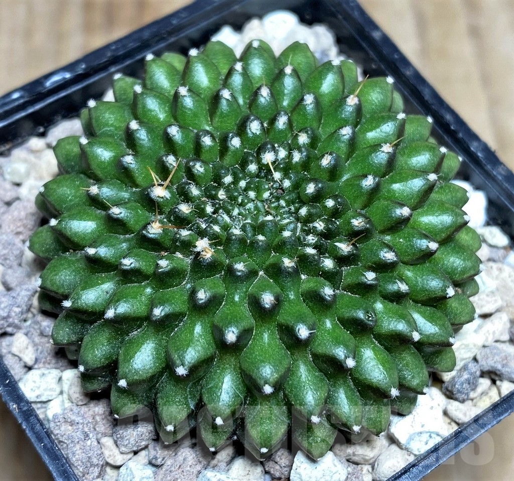 SHPR21852 Gymnocalycium mihanovichii ‘inermis’ f. cristata