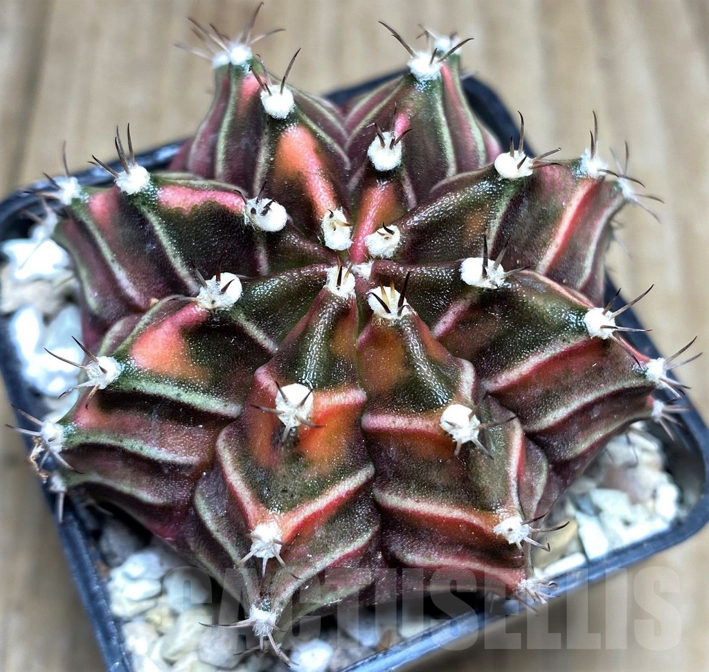SHPR21853 Gymnocalycium mihanovichii f. variegata, seedling - immagine 2
