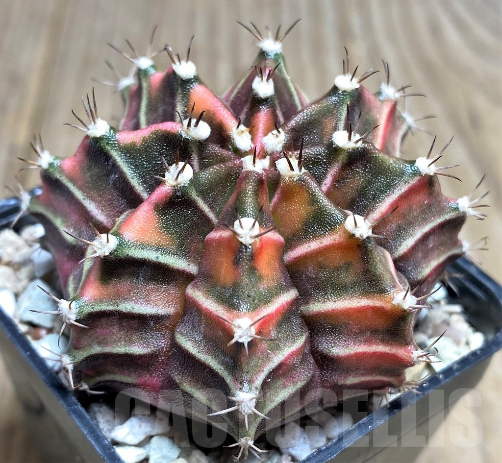 SHPR21853 Gymnocalycium mihanovichii f. variegata, seedling