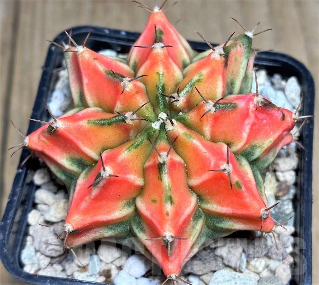 SHPR21855 Gymnocalycium mihanovichii f. variegata, seedling