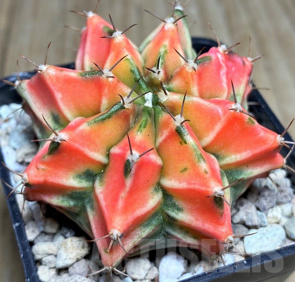 SHPR21855 Gymnocalycium mihanovichii f. variegata, seedling – Bild 2