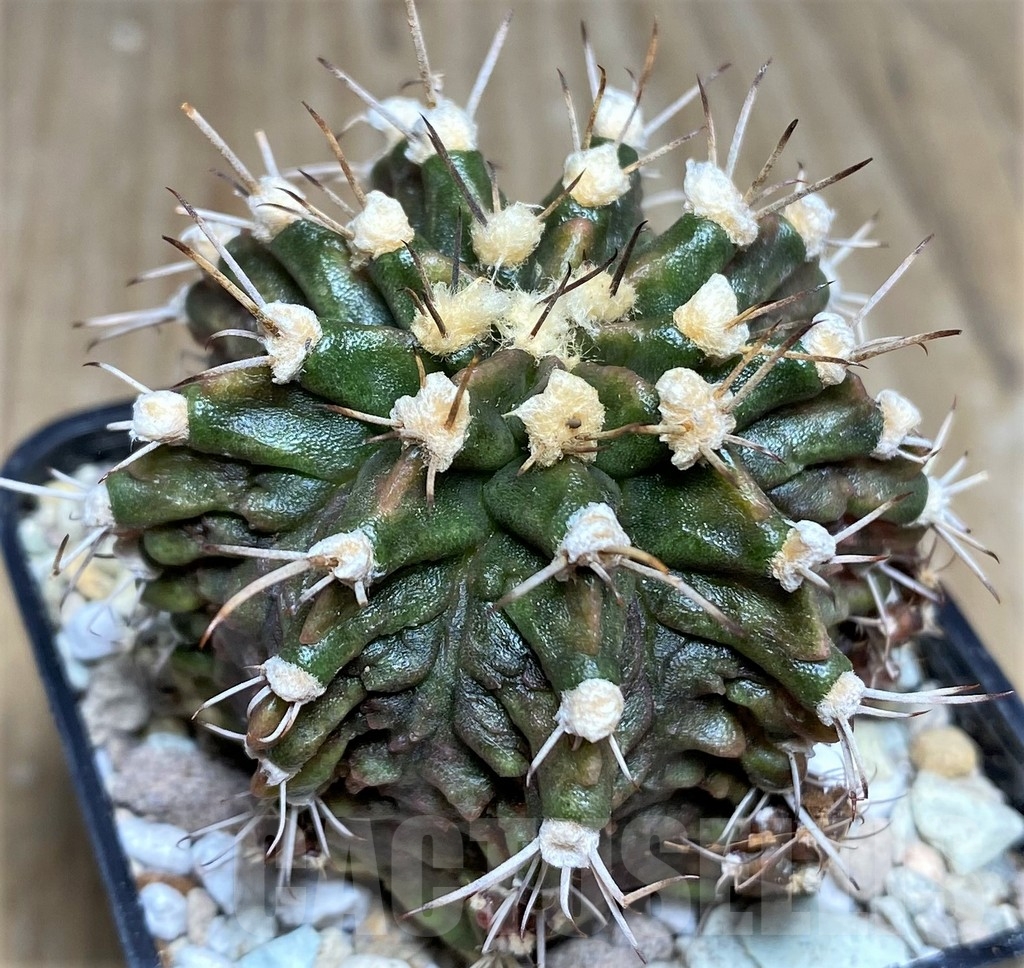 SHPR21856 Gymnocalycium mihanovichii T-rex