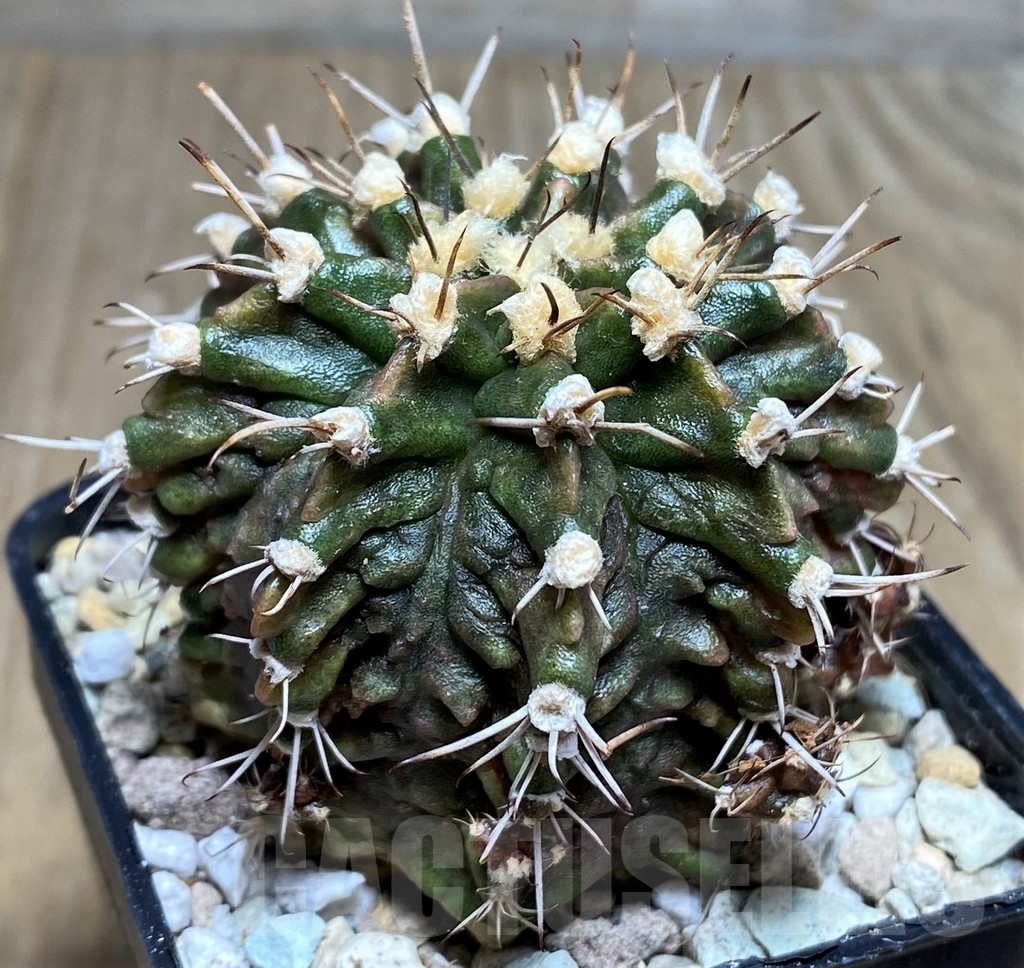 SHPR21856 Gymnocalycium mihanovichii T-rex – Bild 2