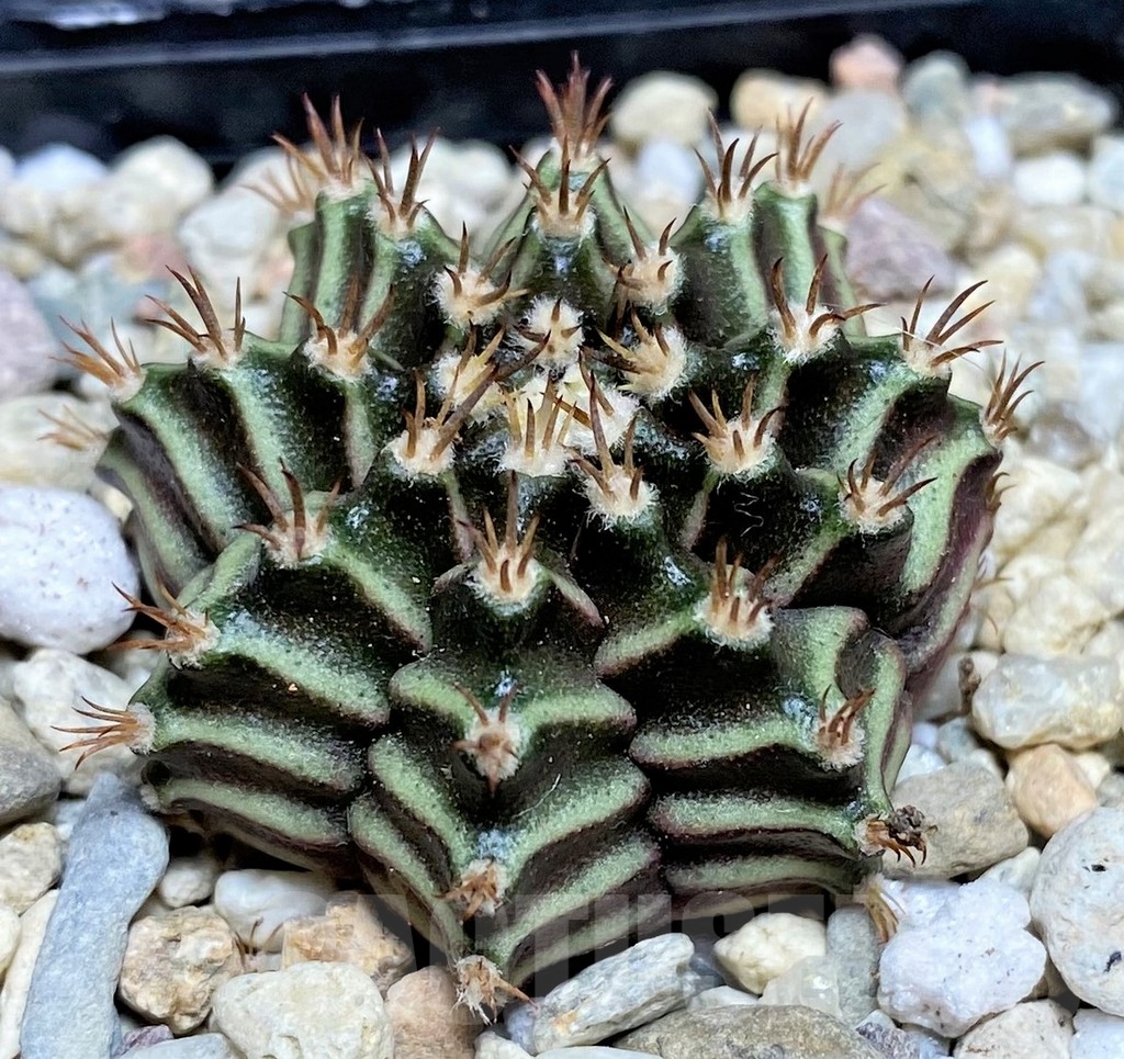 SHPR21858 Gymnocalycium mihanovichii 'Tinger bell'