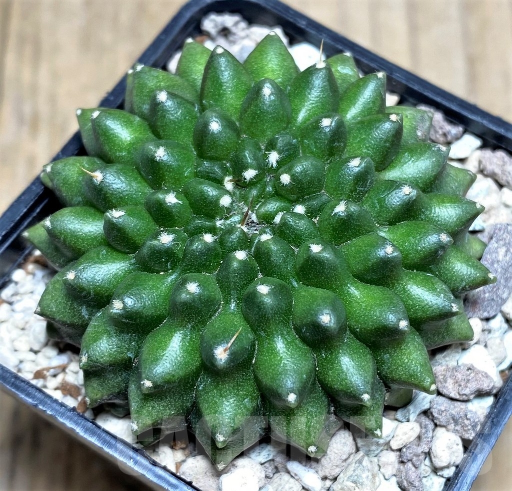 SHPR21860 Gymnocalycium mihanovichii ‘inermis’ - Image 2