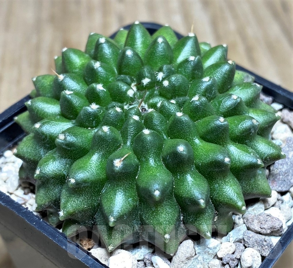 SHPR21860 Gymnocalycium mihanovichii ‘inermis’