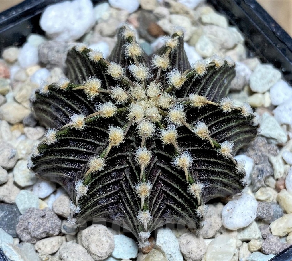 SHPR21863 Gymnocalycium friedrichii VOS 1241 - Imagen 2