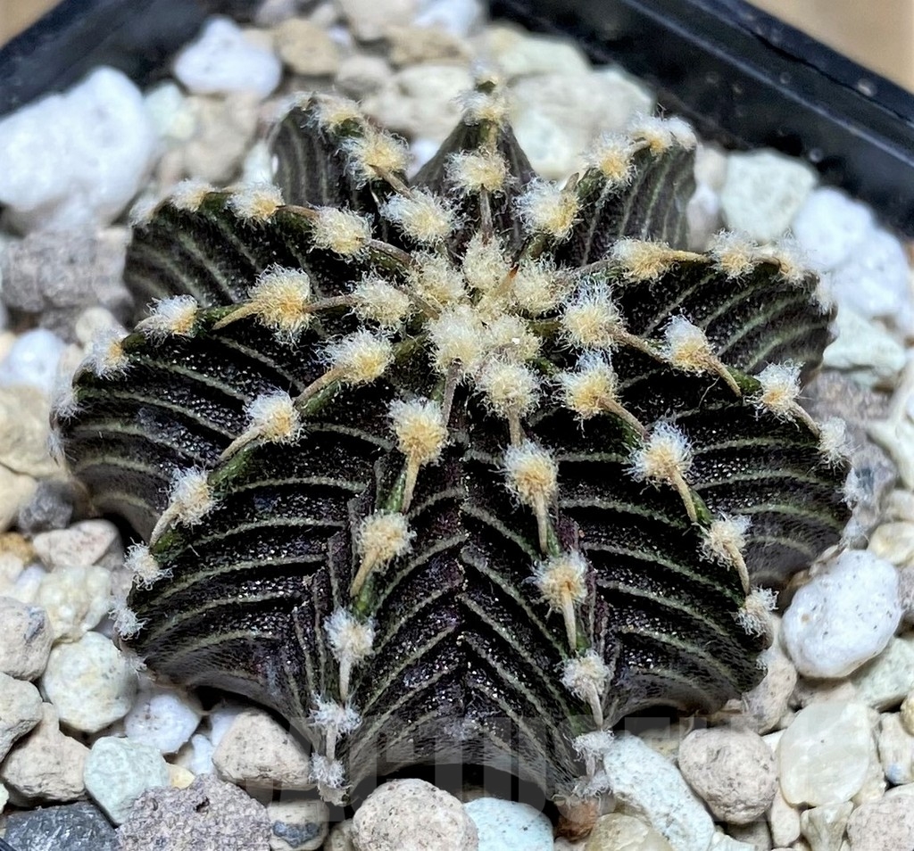 SHPR21863 Gymnocalycium friedrichii VOS 1241