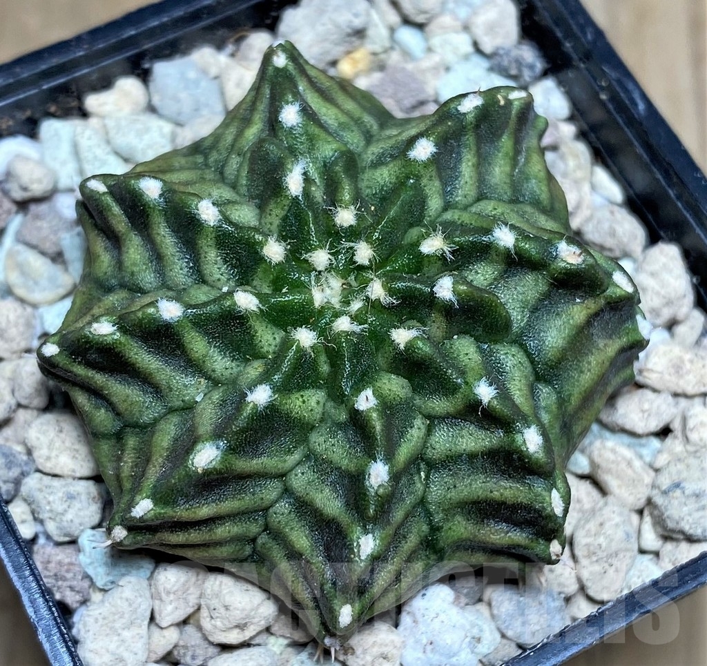 SHPR21864 Gymnocalycium mihanovichii 'Khanom Lay' - 画像 (2)