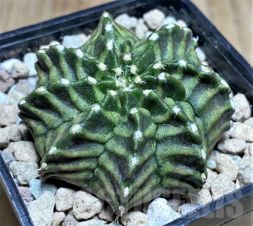 SHPR21864 Gymnocalycium mihanovichii 'Khanom Lay'