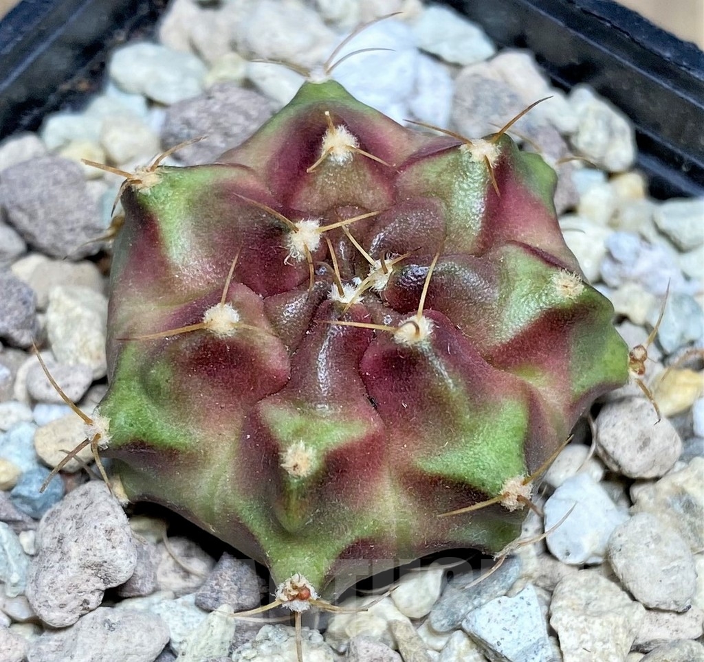 SHPR21865 Gymnocalycium mihanovichii 'Pyrple bright' - Image 2