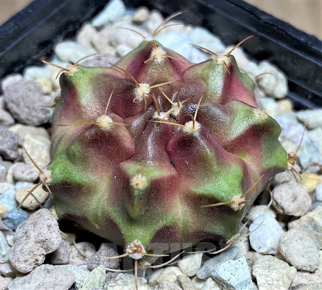 SHPR21865 Gymnocalycium mihanovichii 'Pyrple bright'