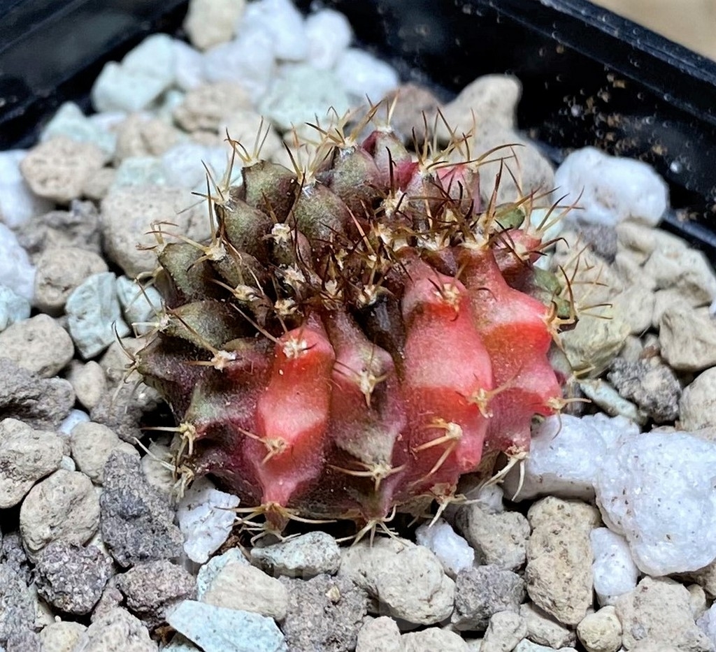 SHPR21867 Gymnocalycium mihanovichii variegata f. cristata - Зображення 2