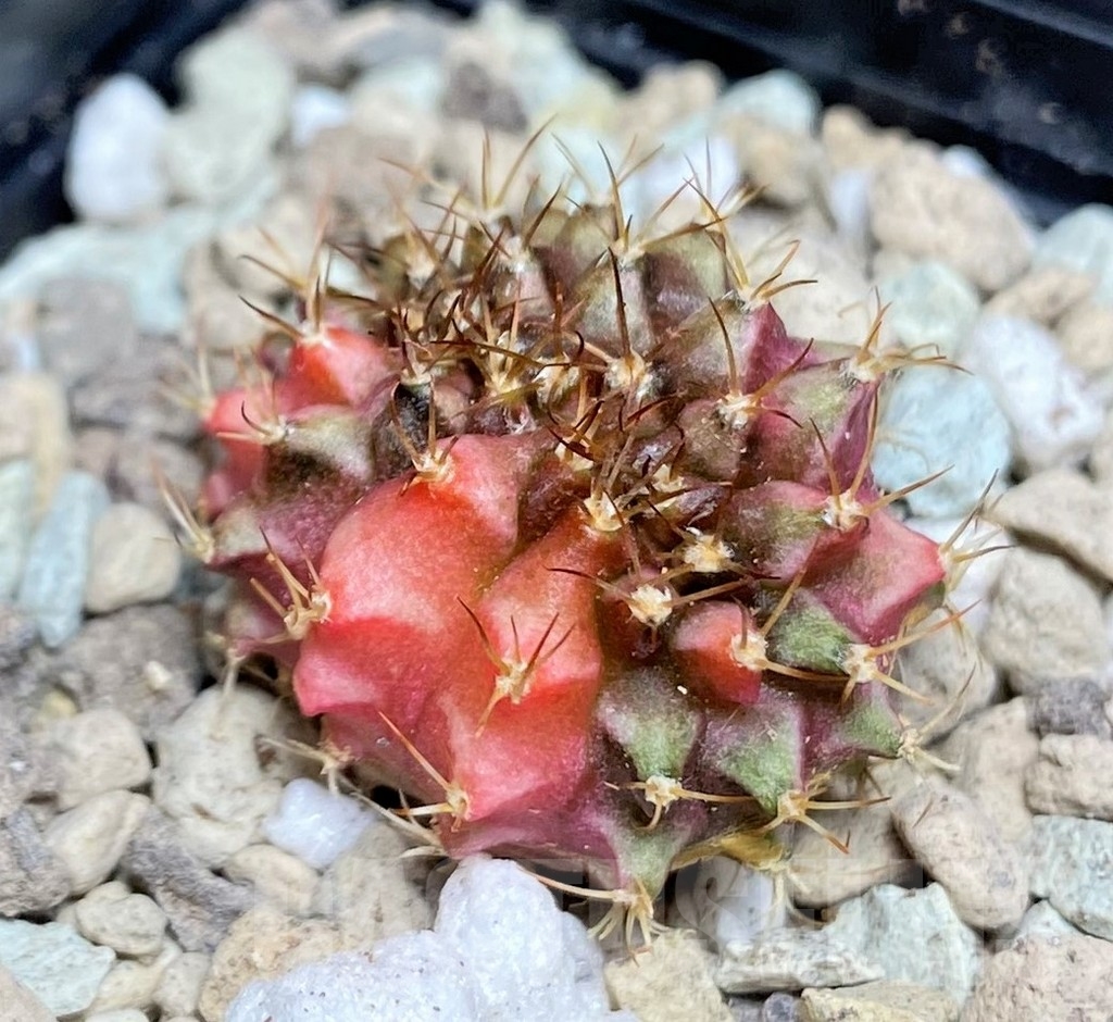 SHPR21867 Gymnocalycium mihanovichii variegata f. cristata