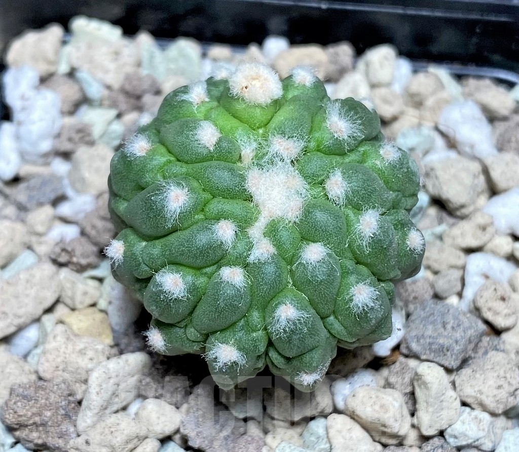 SHPR21877 Astrophytum asterias ‘Kikko Lizard Skin’ - Image 2