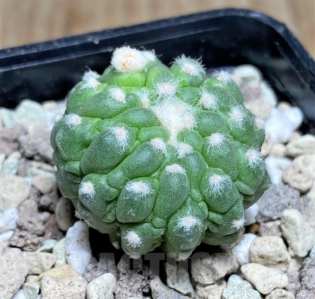 SHPR21877 Astrophytum asterias ‘Kikko Lizard Skin’