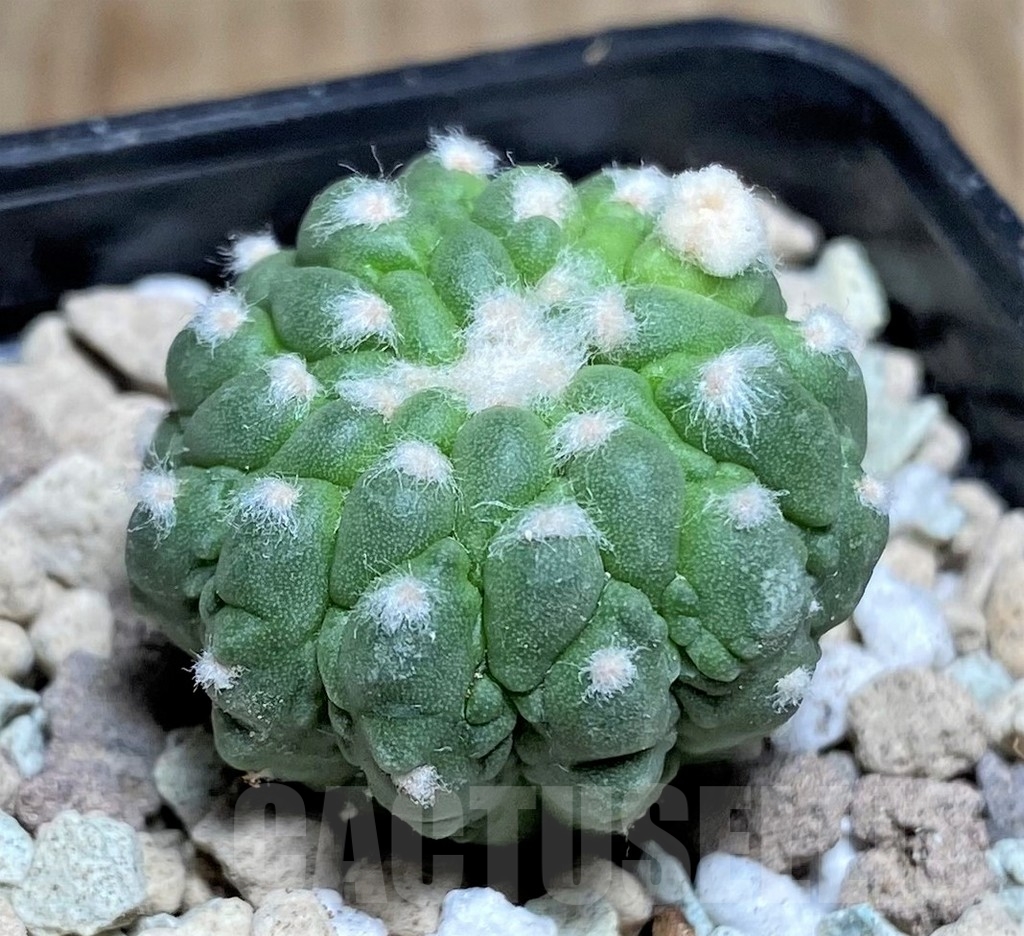 SHPR21877 Astrophytum asterias ‘Kikko Lizard Skin’ - Image 3