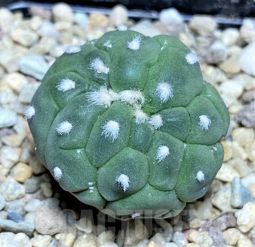 SHPR21878 Astrophytum asterias ‘Kikko Lizard Skin’