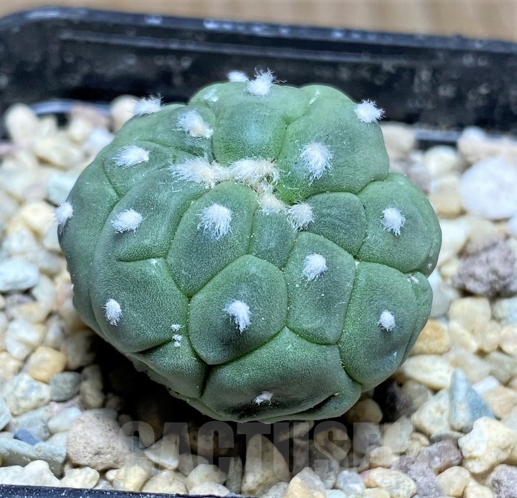 SHPR21878 Astrophytum asterias ‘Kikko Lizard Skin’ - Зображення 2