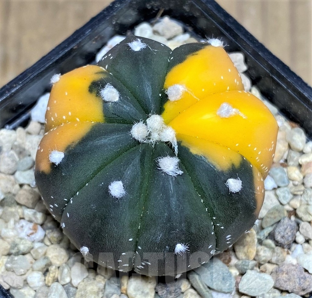 SHPR21879 Astrophytum asterias f. variegata - Image 2
