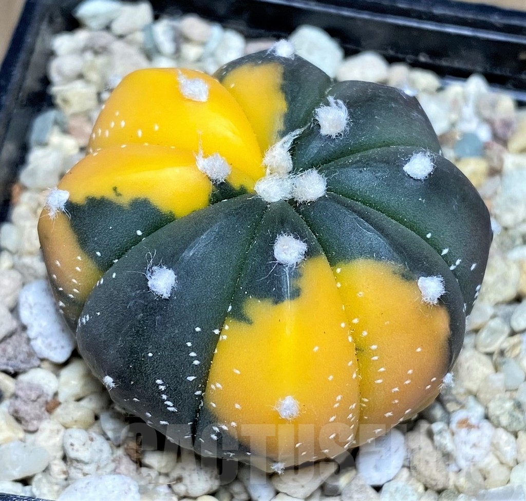 SHPR21879 Astrophytum asterias f. variegata