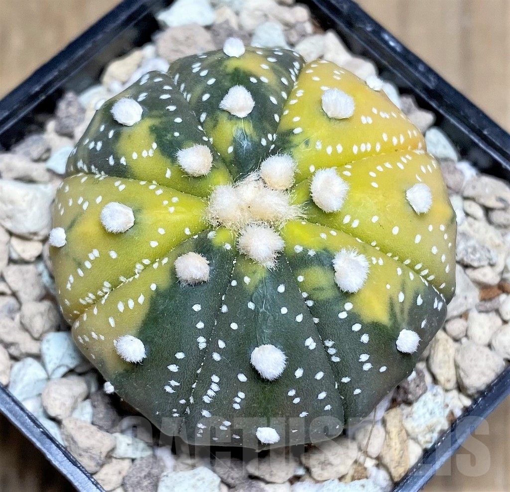 SHPR21880 Astrophytum asterias f. variegata