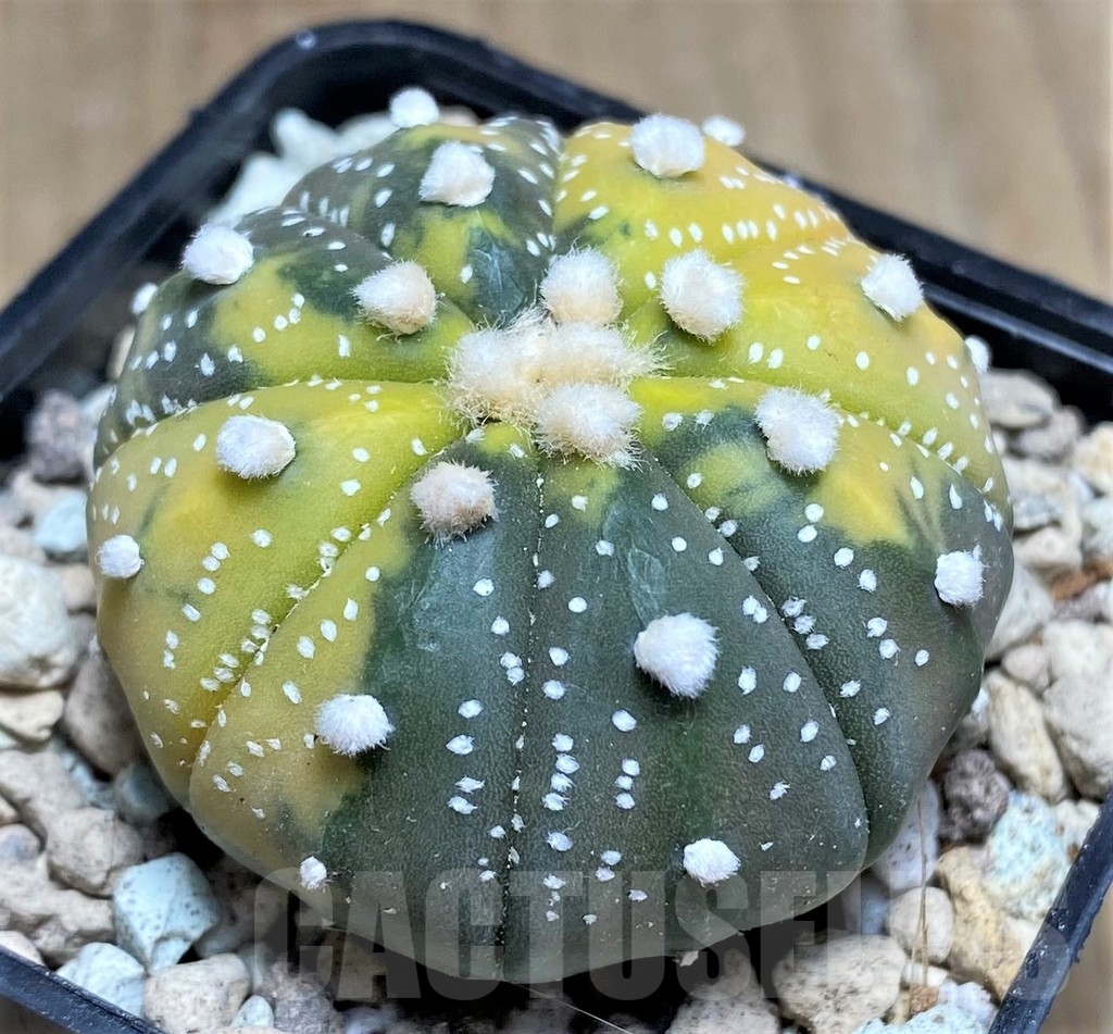 SHPR21880 Astrophytum asterias f. variegata – Bild 2
